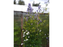 ������ 100�.