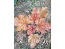 ��� ������