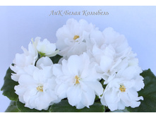 ���-����� ��������