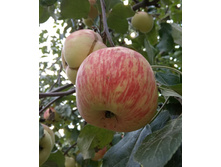 ��������� ������������