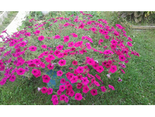 ������� 1.jpg