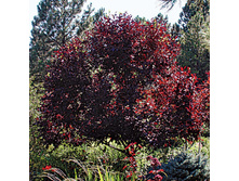 �������� Prunus virginiana Shubert C3 20-30 ���. 91000932-16,66 ���� �������� 3��