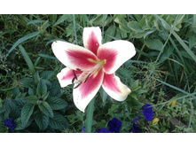 ����� ���������.jpg