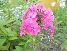 ���� ����������