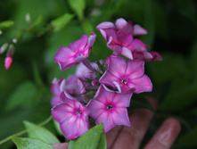 ���� �.jpg