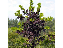 �������� ������� ���. ����