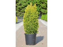 ������������ ������������ Gold Cone �3 25-30==374-.jpg