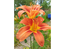 �������� ���������, �� 50 ���. ������ ����� 1,2 �����. ���� ����������, ������ ������������. � ����� �����������.