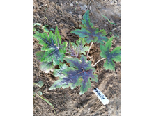 ���� ��� �����