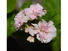 Taffety(����)