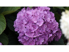 ��������� ������ �������