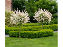 Salix (���) integra Hakuro-nishiki C3 80 PA ����-.jpg
