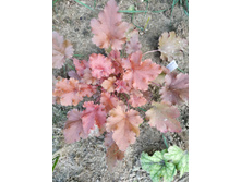 ��� �����