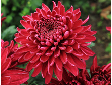 ��������������� �������-������� ����������.