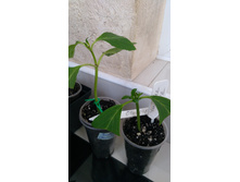 IMG 20190821 172801.jpg