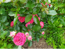 IMG 20190803 141644.jpg