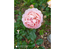 IMG 20190729 173713.jpg