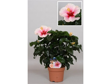 �������� ����� ( Hibiscus Geisha)