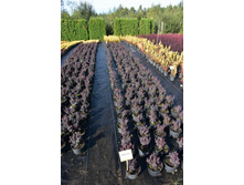 Pola ���� ���������