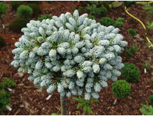����� Abies Koreana Kohout's Icebreaker (Pa) C4 Pa60-95 ø 10-20==33,26 ����-.jpg