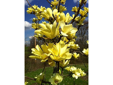 �������� Magnolia brooklynensis Yellow Bird C5 80-100-26,58����