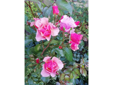 IMG 20190812 192149.jpg