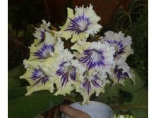 ��-�������� �������.jpg