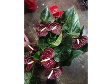 �������� ���� ������( Anthurium Aramon)