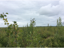 ������ �������