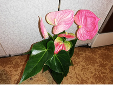 �������� �������  ��������