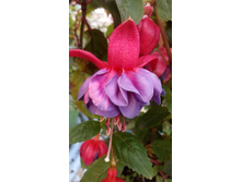 IMG 20190821 154010[1].jpg