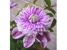 �������� Josephine-.jpg