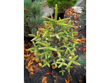 ����� ��������� (Abies pinsapo Aurea).jpg