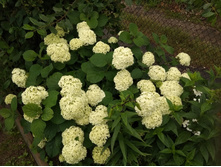 IMG 20190706 164622.jpg