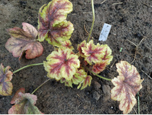 ������ �����