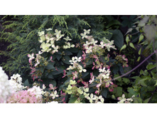 ��������� ����������� ������ ���� Rencolor