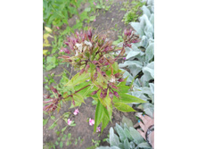 ���� ������