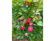 IMG 20190803 141648.jpg