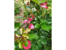 IMG 20190803 141653.jpg