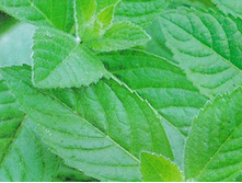 ���� �������� ��������� 6