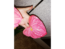 �������� �������  ��������