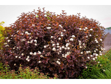 ������������� ���� �� ��� *(���)