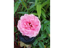 IMG 20190823 114410.jpg