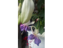 IMG 20190723 121221[1].jpg