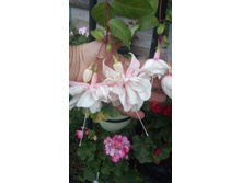 IMG 20190717 202609[1].jpg