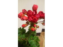 Red Pandora(���������)