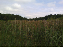 IMG 20190808 130401.jpg