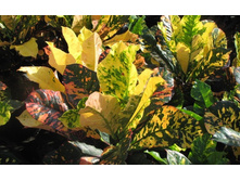 ������ ( ������ ) ���� ����������� Codiaeum variegatum Magnificent - 450- 500 ���.