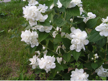 ��� ��������������� (2�)