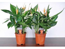 ��������� (Heliconias Ps Hawai)